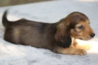 BunnieRdM, a male Dachshund for sale in Mabank, TX – 2 of 4