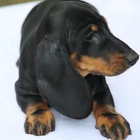 ValerieBlkTnF1, a female Dachshund for sale in Mabank, TX – Photo 1 of 2