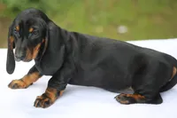 ValerieBlkTnF1, a female Dachshund for sale in Mabank, TX – Photo 2 of 2