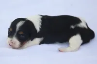 GabiPieF, a female Dachshund for sale in Mabank, TX – 3 of 3