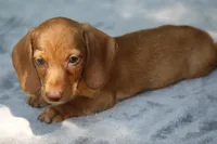 WillowRdChtleM, a male Dachshund for sale in Mabank, TX – 3 of 4