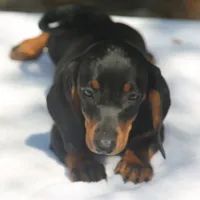 LorettaF2, a female Dachshund for sale in Mabank, TX – 1 of 3