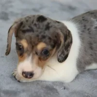 LaineyDpleM, a male Dachshund for sale in Mabank, TX – 1 of 4
