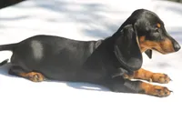 LorettaF1, a female Dachshund for sale in Mabank, TX – 4 of 4