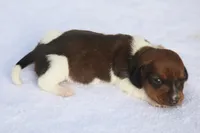 AveryPieF, a female Dachshund for sale in Mabank, TX – 4 of 4