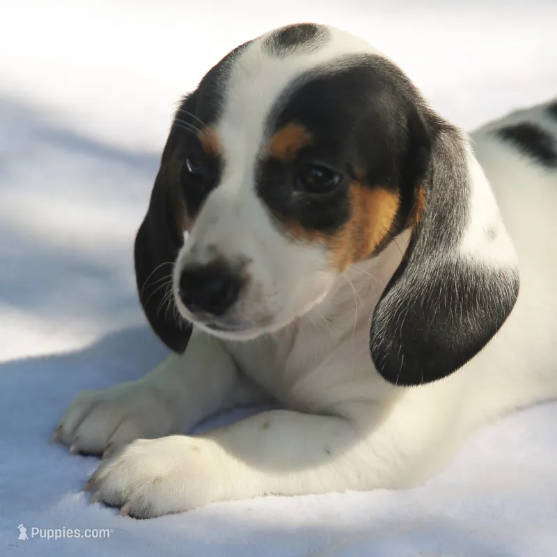 LaineyBlkF – Dachshund puppy for sale in Mabank, TX