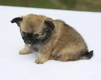 LeilaRdF, a female Chihuahua for sale in Mabank, TX – 2 of 4