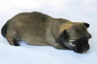 LeilaRdF, a female Chihuahua for sale in Mabank, TX – Photo 2 of 4