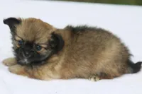 LeilaRdF, a female Chihuahua for sale in Mabank, TX – 4 of 4