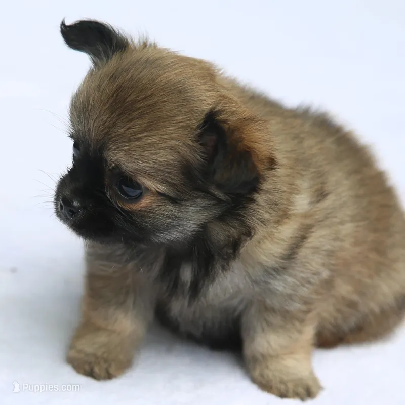 LeilaRdF, a female Chihuahua for sale in Mabank, TX – 1 of 4