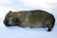 LeilaRdF, a female Chihuahua for sale in Mabank, TX – Photo 4 of 4