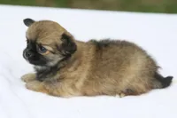LeilaRdF, a female Chihuahua for sale in Mabank, TX – 3 of 4