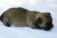 LeilaRdF, a female Chihuahua for sale in Mabank, TX – Photo 3 of 4