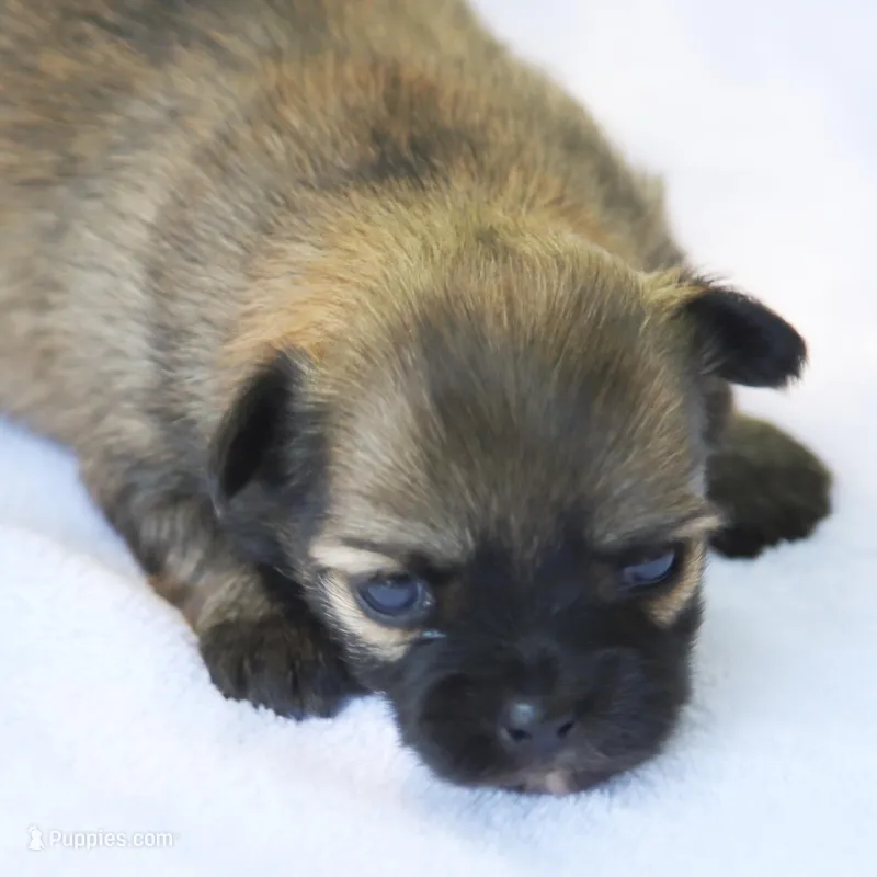 LeilaRdF – Chihuahua puppy for sale in Mabank, TX