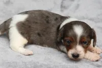 PaisleyDple, a male Dachshund for sale in Mabank, TX – 3 of 4