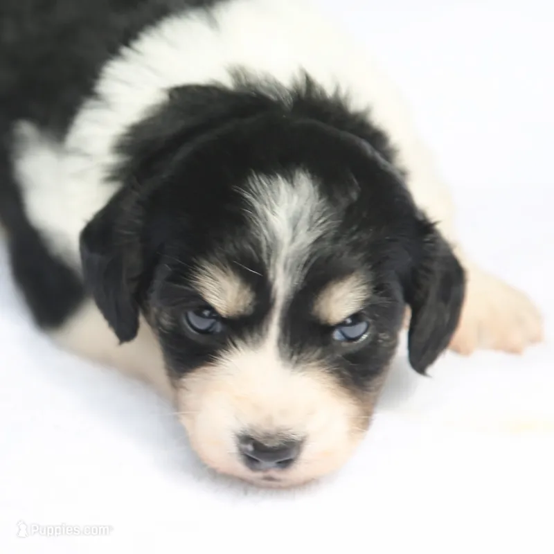 PaisleyF – Dachshund puppy for sale in Mabank, TX