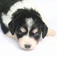 PaisleyF, a female Dachshund for sale in Mabank, TX – 1 of 4