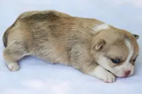 LeilaRdMerleF, a female Chihuahua for sale in Mabank, TX – Photo 3 of 4