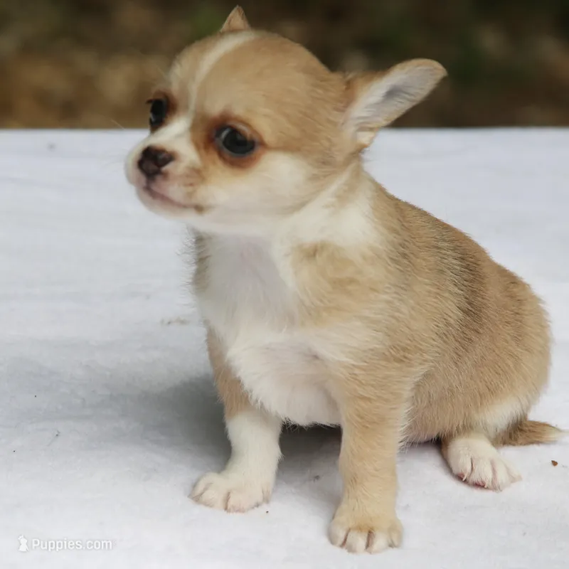 LeilaRdMerleF – Chihuahua puppy for sale in Mabank, TX