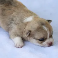 LeilaRdMerleF, a female Chihuahua for sale in Mabank, TX – Photo 1 of 4