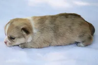 LeilaRdMerleF, a female Chihuahua for sale in Mabank, TX – Photo 4 of 4