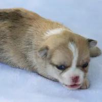 LeilaRdMerleF, a female Chihuahua for sale in Mabank, TX – Photo 2 of 4