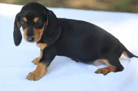BrennaBlkTnF1, a female Dachshund for sale in Mabank, TX – 3 of 3