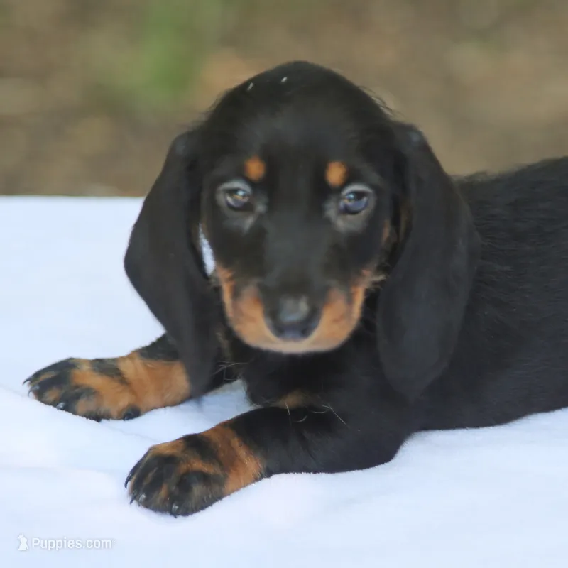 KaydaBlkTnF – Dachshund puppy for sale in Mabank, TX