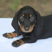 KaydaBlkTnF, a female Dachshund for sale in Mabank, TX – 1 of 5