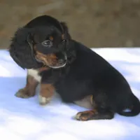AspenBlkF1, a female Dachshund for sale in Mabank, TX – 3 of 4