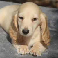 TillieCrM, a male Dachshund for sale in Mabank, TX – 1 of 4