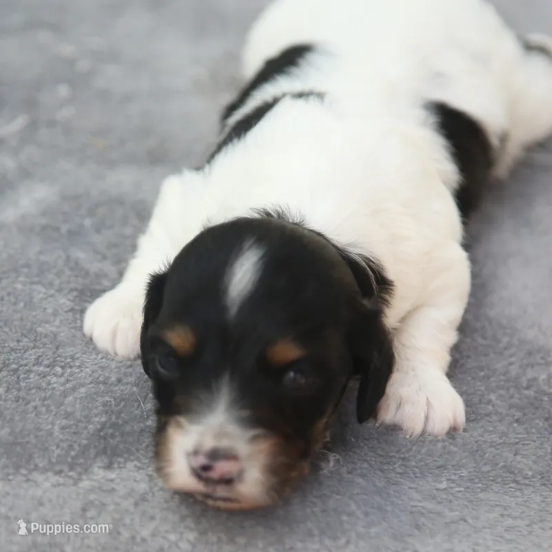 GabiPieM1 – Dachshund puppy for sale in Mabank, TX