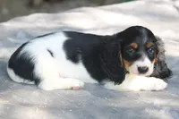 AspenPieM, a male Dachshund for sale in Mabank, TX – 3 of 4