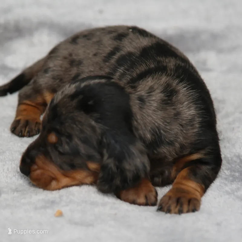 KaydaDpleM1 – Dachshund puppy for sale in Mabank, TX