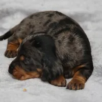 KaydaDpleM1, a male Dachshund for sale in Mabank, TX – 1 of 4