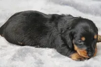 KaydaBlkTnM, a male Dachshund for sale in Mabank, TX – 4 of 4