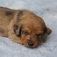 VenusDpleM, a male Dachshund for sale in Mabank, TX – 1 of 4