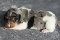 AveryDplePie, a male Dachshund for sale in Mabank, TX – 4 of 4