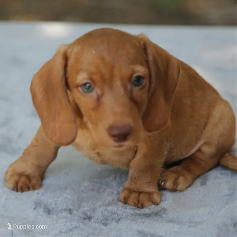 WillowRdChtleM – Dachshund puppy for sale in Mabank, TX