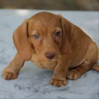 WillowRdChtleM, a male Dachshund for sale in Mabank, TX – 1 of 4