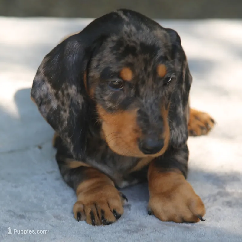 KaydaDpleM1 – Dachshund puppy for sale in Mabank, TX