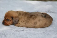 VenusDpleM, a male Dachshund for sale in Mabank, TX – 3 of 4