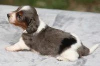 PaisleyDple, a male Dachshund for sale in Mabank, TX – 2 of 4