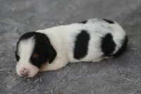 GabiPieM2, a male Dachshund for sale in Mabank, TX – 2 of 4
