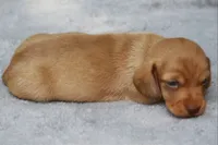 WillowRdChtleM, a male Dachshund for sale in Mabank, TX – 2 of 3