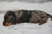 KaydaDpleM1, a male Dachshund for sale in Mabank, TX – 3 of 4