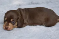 WillowChtleM, a male Dachshund for sale in Mabank, TX – 3 of 4