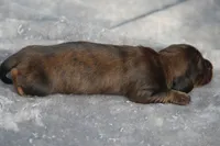 AnnieBrdleM1, a male Dachshund for sale in Mabank, TX – 4 of 4