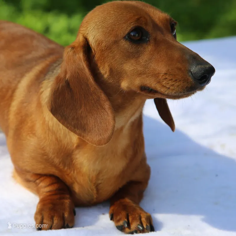 Victory – Dachshund puppy for sale in Mabank, TX
