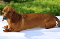 Victory, a female Dachshund for sale in Mabank, TX – Photo 3 of 3